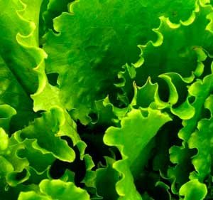 Применение и полезные свойства листового салата