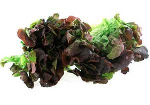 Применение и полезные свойства салат оаклиф