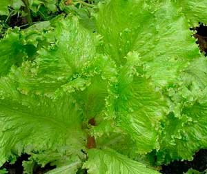 Применение и полезные свойства салата латук