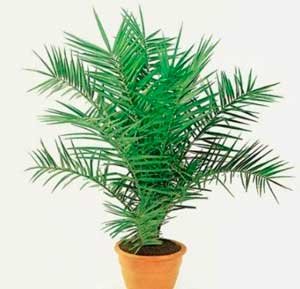 Финиковая пальма: купить или вырастить